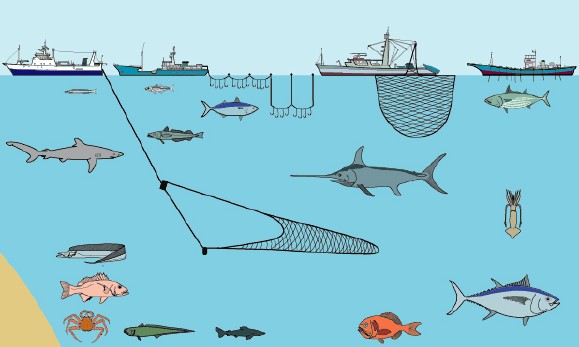 مجلة الاتحاد الدولي للصيد البري والبحري: طرق الصيد البحري