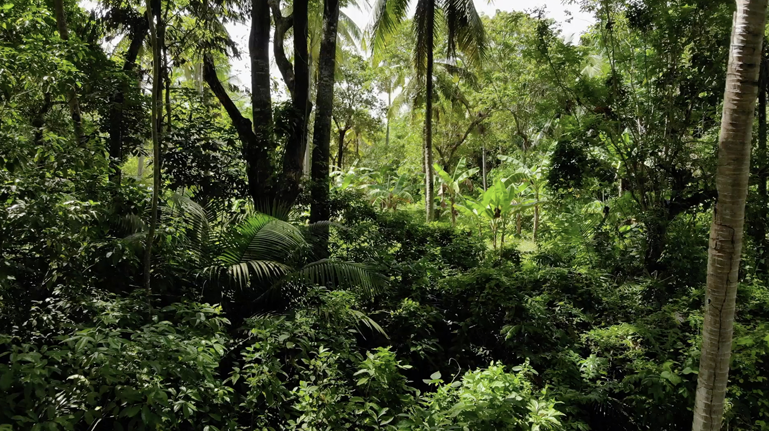 Tropical Forests in Our Daily Lives