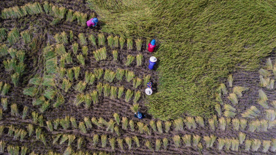 El cambio climático está poniendo en riesgo los medios de vida de millones de agricultores. Sin ellos, no tendríamos comida en nuestros platos, son nuestros héroes #HambreCero y necesitan nuestro apoyo. ©Surasak Saenjai /Shutterstock
