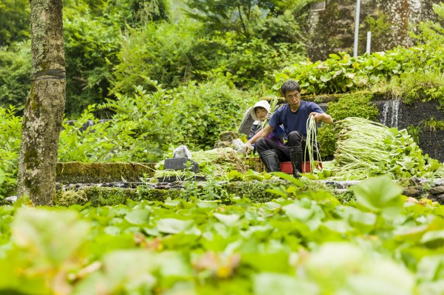 Culture traditionnelle du wasabi à Shizuoka, Japon