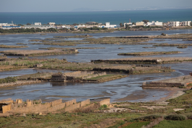 éponges de pod de semences Séquence Décharreur Tunisia