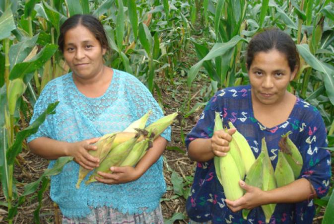 Historia De Exito Pequenos Productores De Alta Verapaz Aumentan Su Produccion Agronoticias Actualidad Agropecuaria De America Latina Y El Caribe Organizacion De Las Naciones Unidas Para La Alimentacion Y La Agricultura