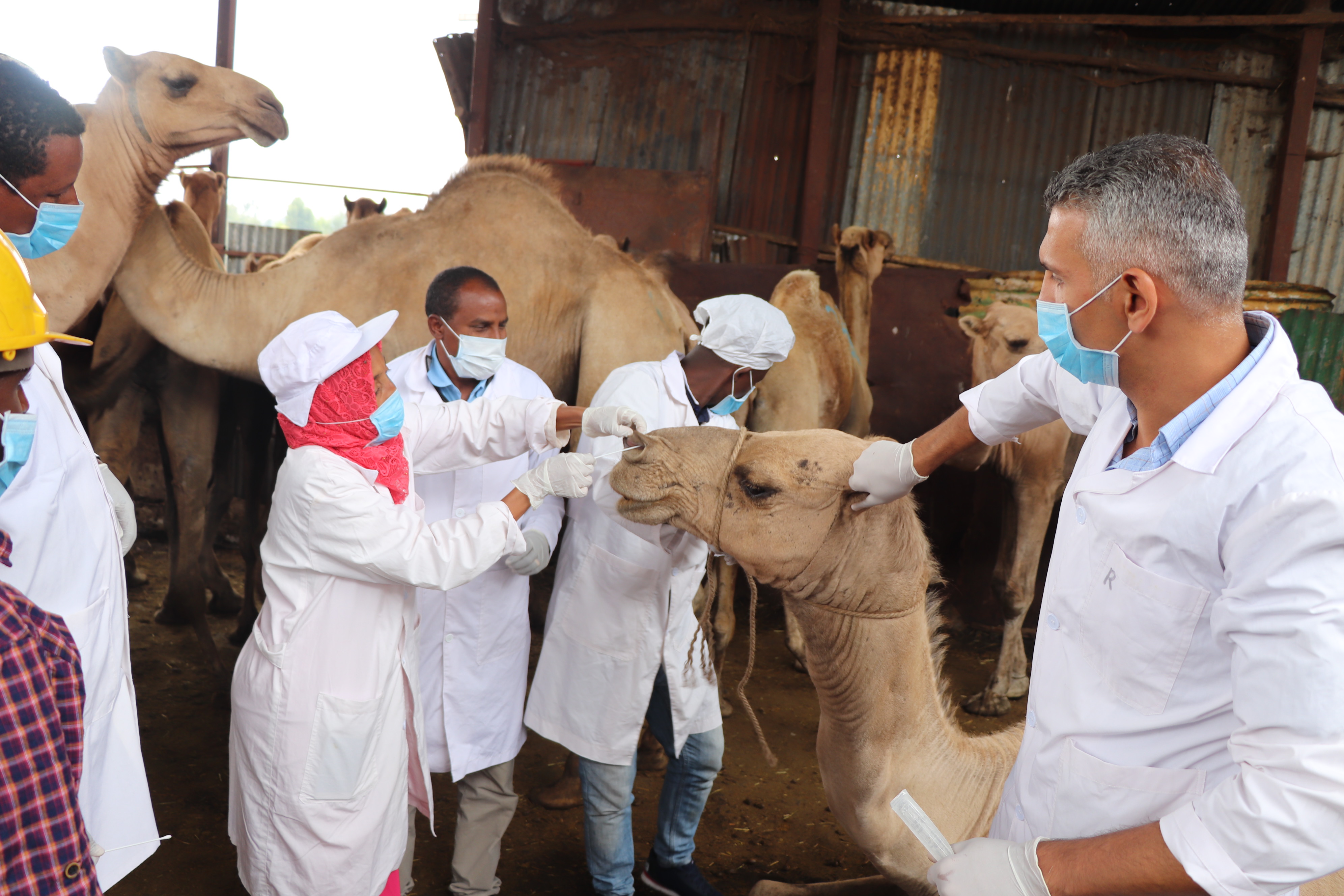 FAO in Ethiopia Food and Agriculture Organization of the United Nations