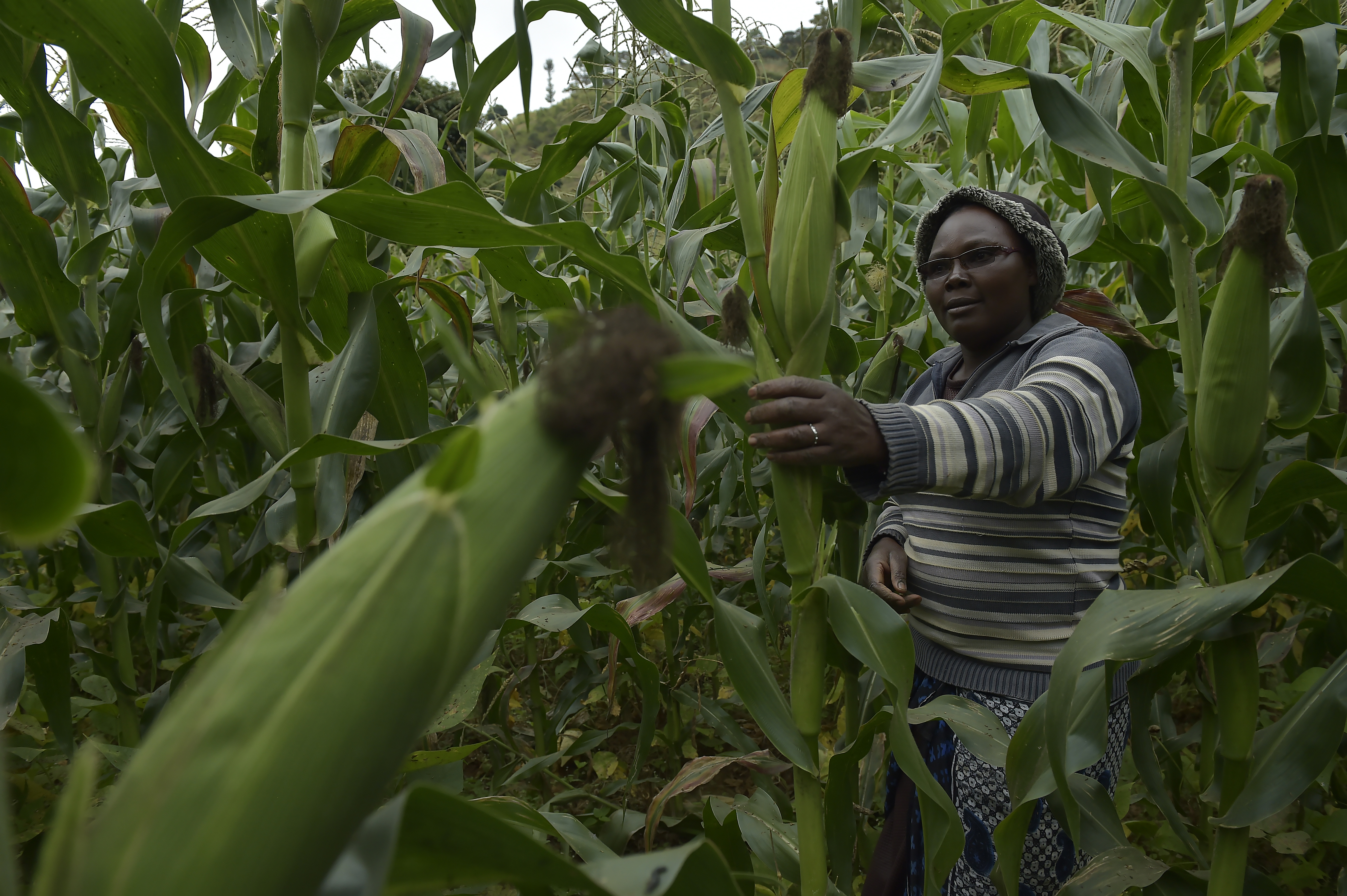 FAO in Kenya | Food and Agriculture Organization of the ...