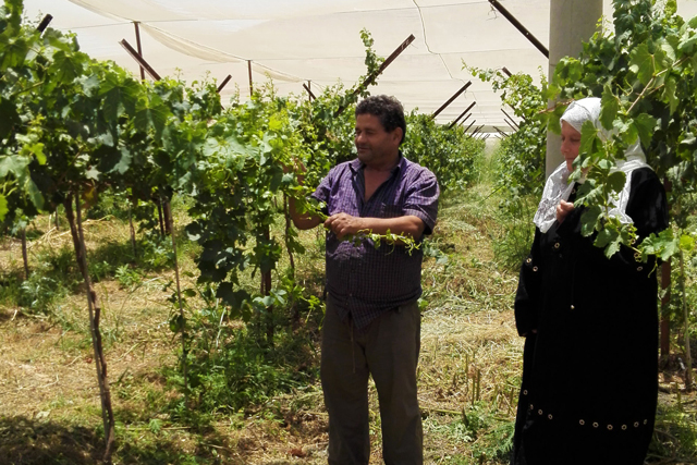 Supporting Efficient Irrigation Systems in the West Bank - FAO Article -  Question of Palestine