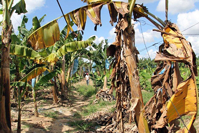 Fao Urges Countries To Step Up Action Against Destructive Banana Disease Fao In Emergencies 