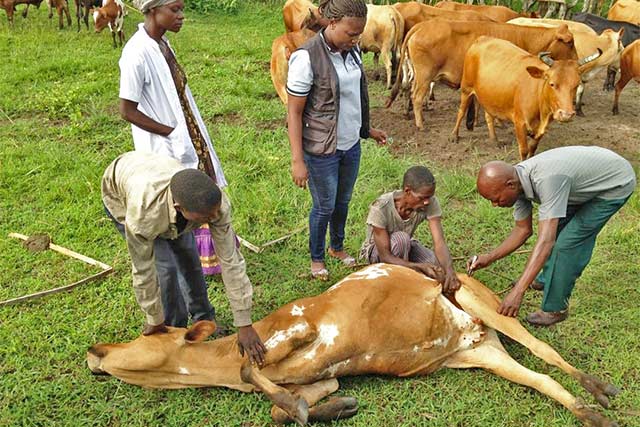 Launch of a cattle vaccination campaign against symptomatic anthrax