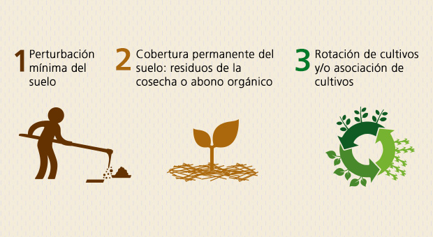 Cinco cosas que debes saber sobre la agricultura de conservación | Agronews  Castilla y León