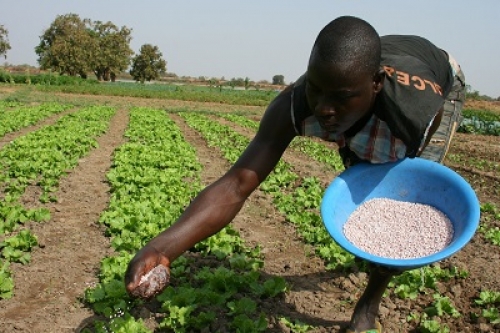 AFCAS  FAO  Organisation des Nations Unies pour l'alimentation et l