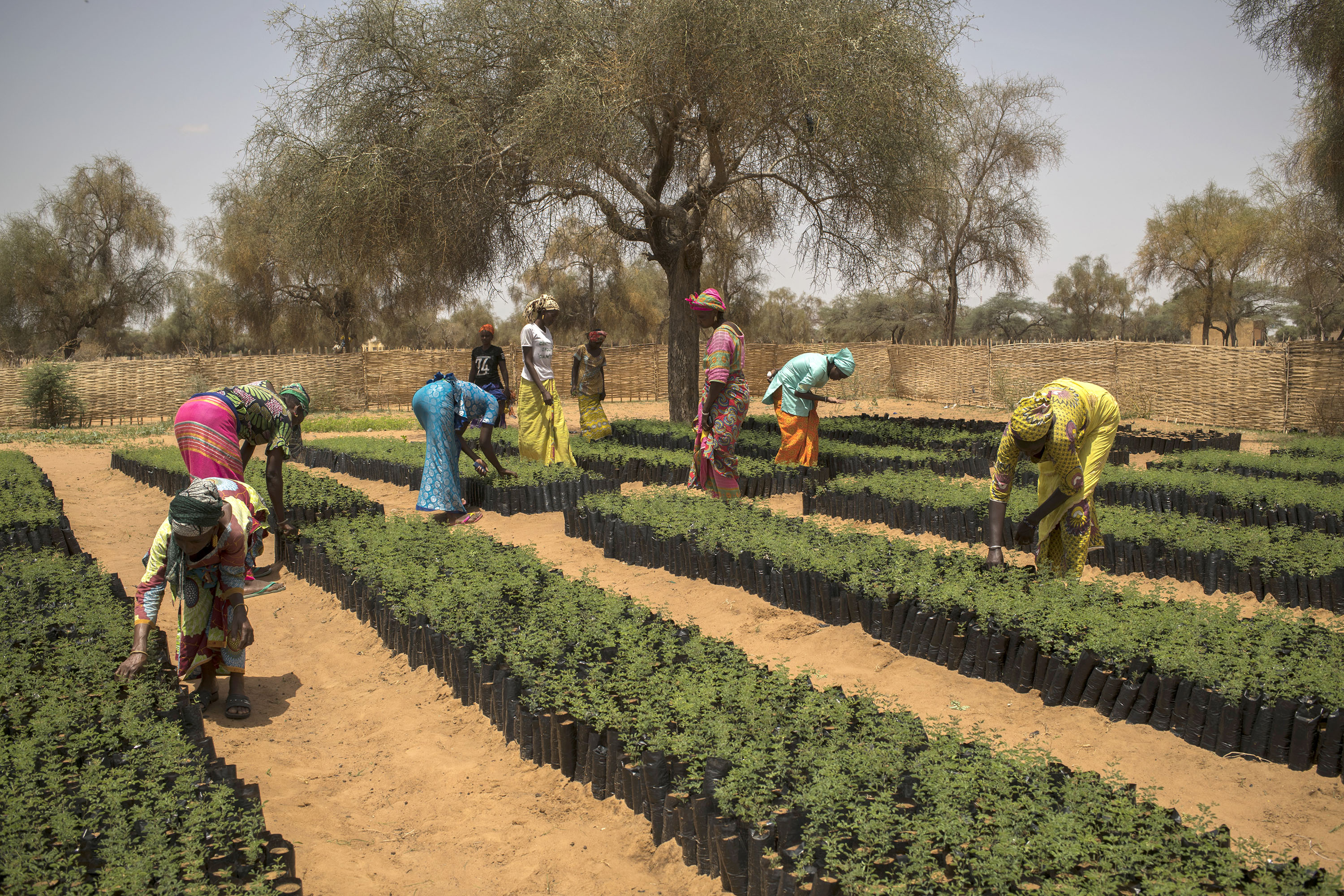 Fao News Article Time To Scale Up And Support Africas Great Green Wall