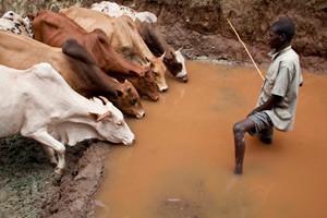 Fao Noticias Un Paso Al Frente En El Cuerno De Africa