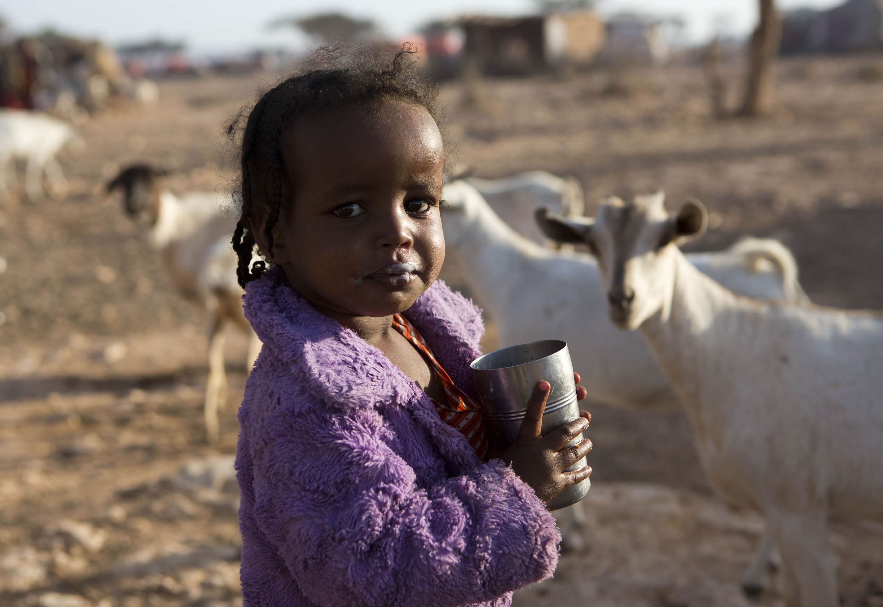 Improving Food Security Nutrition And Livelihoods Through Emergency Seed Provision In Ethiopia Resource Mobilization Food And Agriculture Organization Of The United Nations