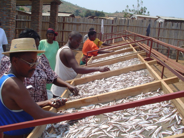 Drying Fish