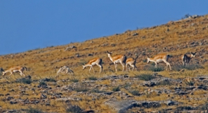 New FAO project protects Turkey's unique steppe lands, biodiversity
