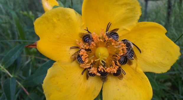 Punto de mira: siete frutas y hortalizas para las abejas