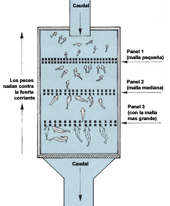 Clasificacion Por Tamano De Los Peces