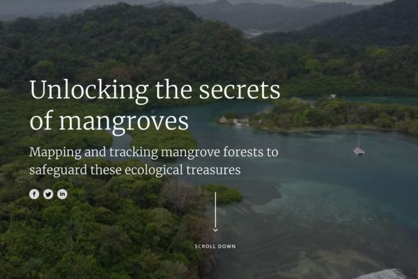 Mapping and tracking mangrove forests to safeguard these ecological treasures