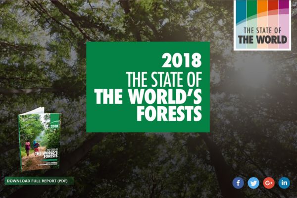 Forest Pathways to Sustainable Development