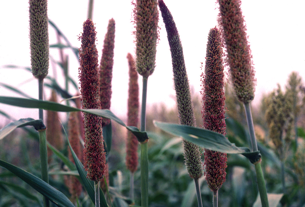Six reasons to bring millets to the market