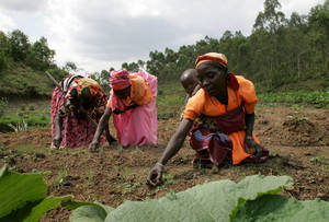 Photo: ©FAO/Giulio Napolitano