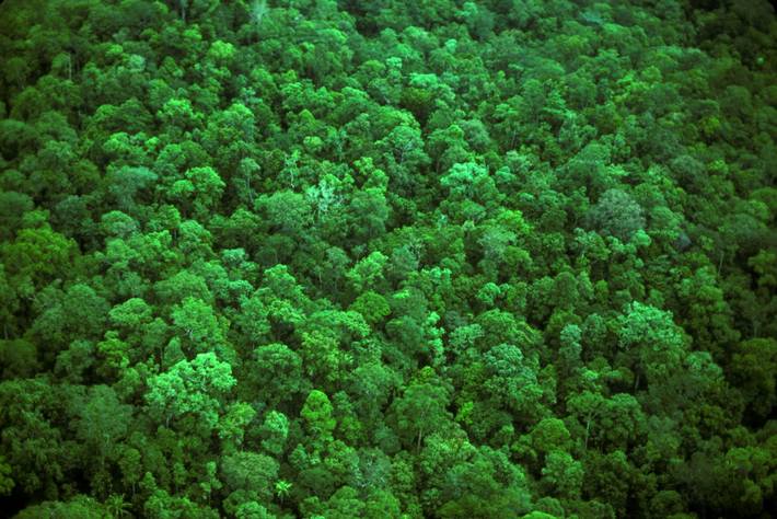 粮农组织 新闻报道 首个用于追踪国际森林监测能力发展支持的综合性门户网站