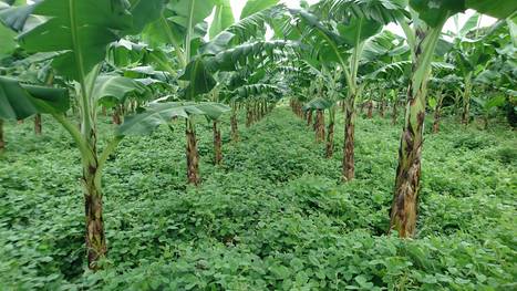 banana organic dominican republic production water plantations fao reducing footprints carbon agriculture