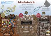Salt-affected Soils: A global concern reducing agricultural productivity