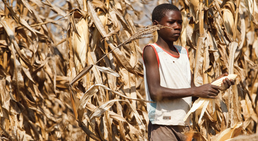 Decreasing Child Labour Through Promoting Decent Rural Employment Fao Food And Agriculture Organization Of The United Nations