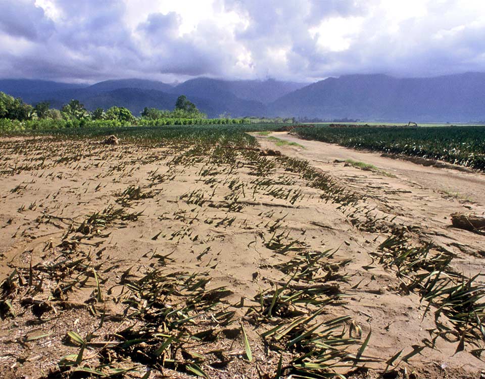 El Niño : FAO in Emergencies