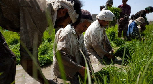 Une Petite Agriculture Durable A L Appui D Un Developpement Ouvert A Tous Dans La Region Proche Orient Et Afrique Du Nord Bureau Regional De La Fao Pour Le Proche Orient Et L Afrique Du Nord Organisation