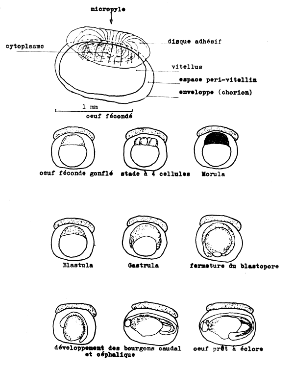 FIGURE 16