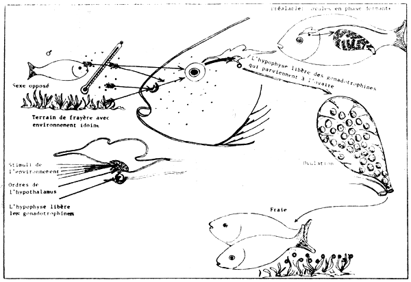 FIGURE 19