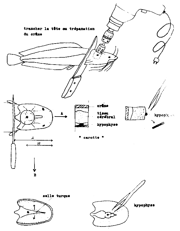 FIGURE 30