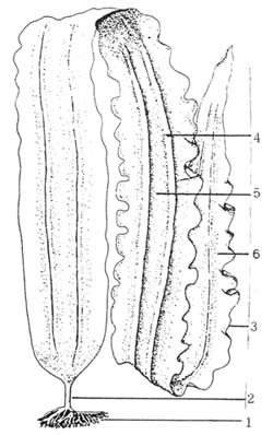 Fig. 1.8