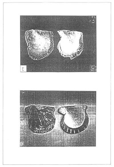 PLATE I