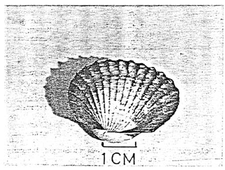 Fig.1