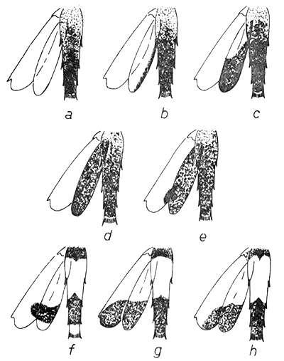 Fig.6.