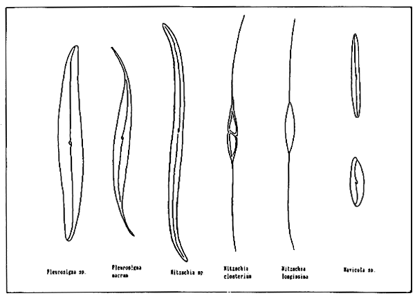 Fig.1