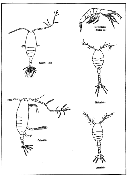 Fig.2