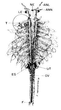 Fig. 11