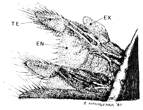 Fig. 12