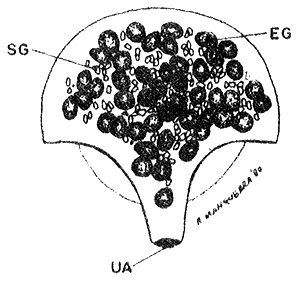 Fig. 15