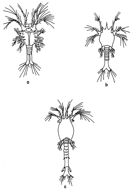 Fig. 17