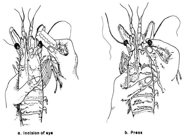 Fig. 20