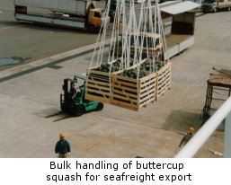 Bulk handling of buttercup squash for seafreight export
