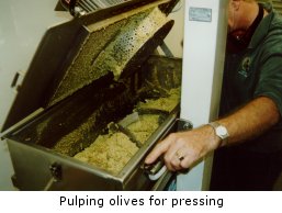 Pulping olives for pressing