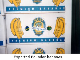 Exported Ecuador bananas