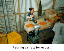 Packing carrots for export