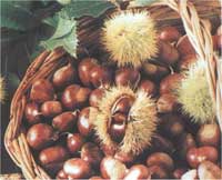 Fig 0: Chestnuts