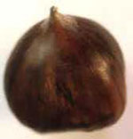 Fig. 4b Mechanical injuries on chestnuts after mechanical harvest and rough handling (ARSIAL, 1999)